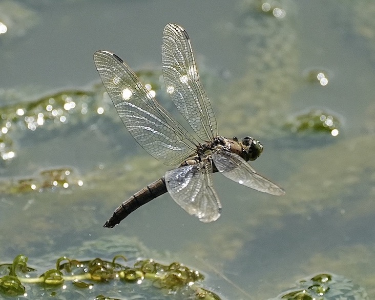 black-tailed skimmer